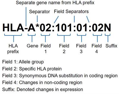 Frontiers | Next-Generation Sequencing Based HLA Typing: Deciphering ...